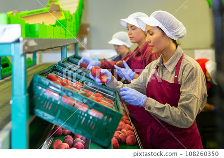 Women workers soring peaches Women workers soring peaches 108260350