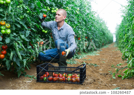Man picking tomatoes inside warm house Man picking tomatoes inside warm house 108260487