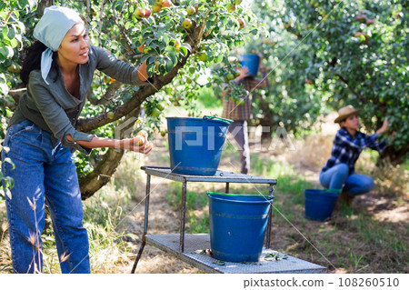 Female farmer picking ripe pears in orchard 108260510