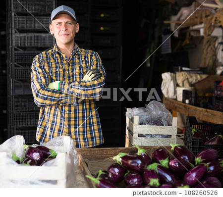 Farmer ready to sorting and packing harvested eggplants at farm warehouse 108260526