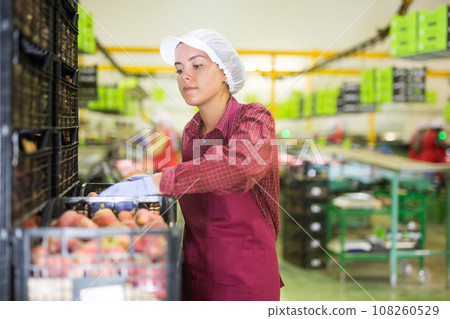 Young woman standing beside boxes of peaches Young woman standing beside boxes of peaches 108260529