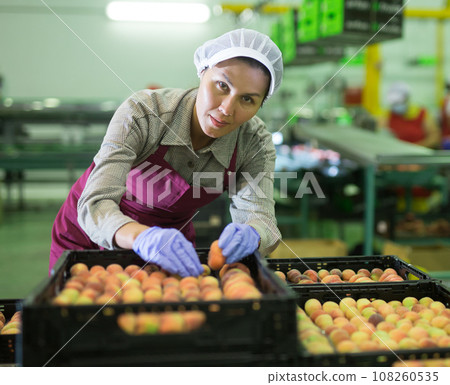 Woman sorts fresh peaches on fruit packing line 108260535