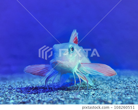 金頭在水底行走(蠍科、蠍科) 金頭在水底行走(蠍科、蠍科) 108260551