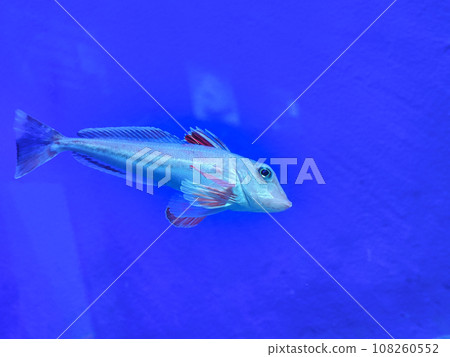 Kanagashira swimming in water (Scorpionidae, Scorpionidae) Kanagashira swimming in water (Scorpionidae, Scorpionidae) 108260552