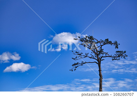The top of the miraculous pine tree (Rikuzentakata City, Iwate Prefecture) and the blue sky The top of the miraculous pine tree (Rikuzentakata City, Iwate Prefecture) and the blue sky 108260707