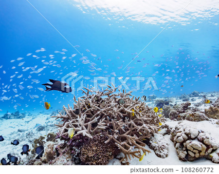 卡比島上令人驚嘆的珊瑚礁以及雀鯛和其他魚群 108260772