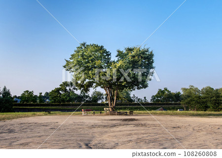 滋賀縣草津道之驛的心樹 滋賀縣草津道之驛的心樹 108260808