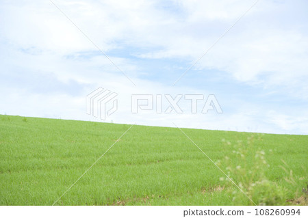 Hokkaido Biei Hill (blue sky and grassland) 108260994