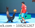 Sea lion show 108261267