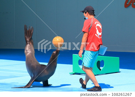 Sea lion show 108261267