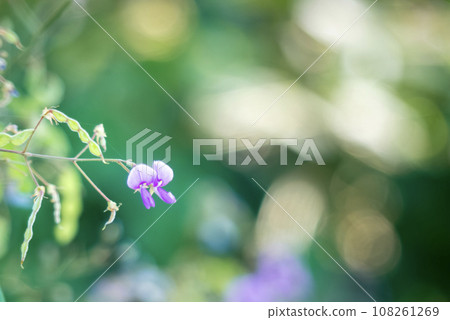 A flower with an unusual name: Aretinus japonica 108261269