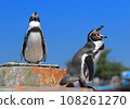 Penguin looking far away 108261270