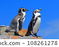 Penguin relaxing against the blue sky 108261278