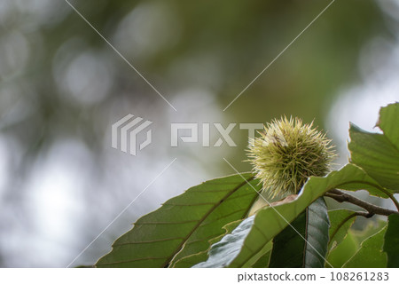 Chestnut tree fruit Chestnut tree fruit 108261283