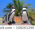 friendly penguin 108261290