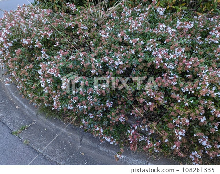 White abelia flowers blooming in the autumn park White abelia flowers blooming in the autumn park 108261335