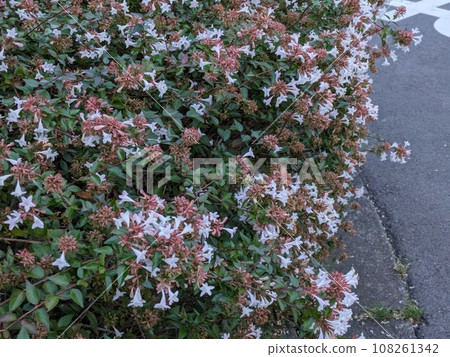 White abelia flowers blooming in the autumn park 108261342