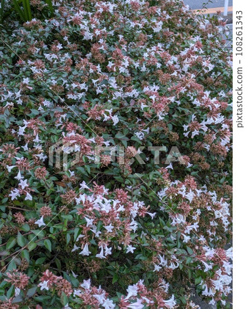 White abelia flowers blooming in the autumn park White abelia flowers blooming in the autumn park 108261343