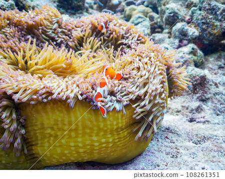 小丑魚家族生活在卡比島令人驚嘆的珊瑚礁美麗的海葵中。 小丑魚家族生活在卡比島令人驚嘆的珊瑚礁美麗的海葵中。 108261351