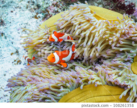 小丑魚家族生活在卡比島令人驚嘆的珊瑚礁美麗的海葵中。 108261358