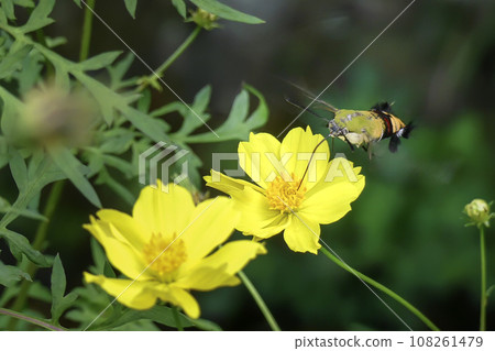 Hojaku flying around the flower bed while hovering Hojaku flying around the flower bed while hovering 108261479