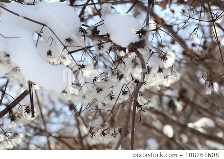 雪堆在毛茸茸的樹上 雪堆在毛茸茸的樹上 108261608