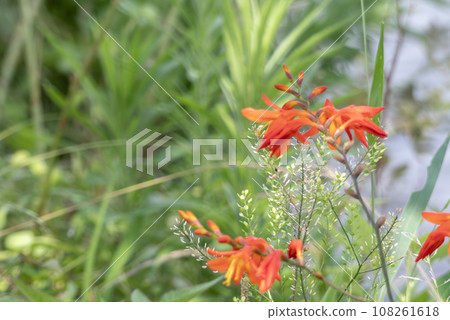 湖邊盛開的水仙花 湖邊盛開的水仙花 108261618