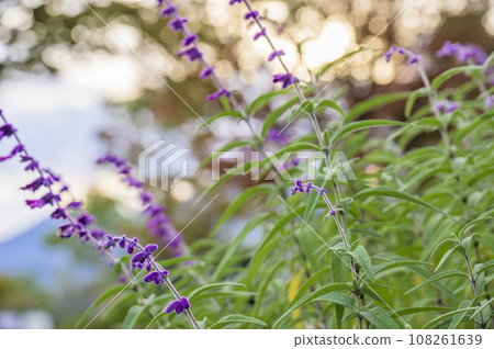 Amethyst Sage (Salvia · Leucansa) Amethyst Sage (Salvia · Leucansa) 108261639