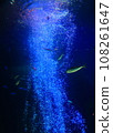 fish swimming in the aquarium 108261647