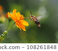 A hawk moth that sucks flower nectar 108261848