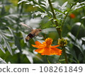 Pellucid hawk moth sucking cosmos nectar 108261849