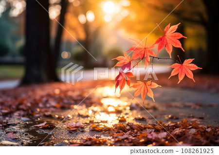 Maple Tree Garden in Autumn with blurred nature background. 108261925