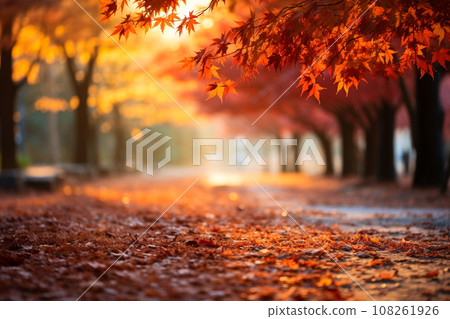 Maple Tree Garden in Autumn with blurred nature background. 108261926
