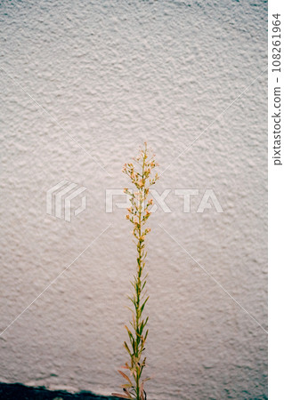 plants growing on a white wall plants growing on a white wall 108261964