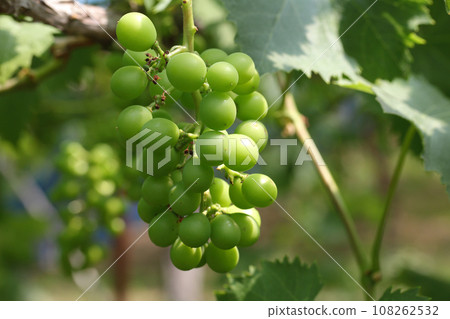 藍色葡萄漿果 108262532