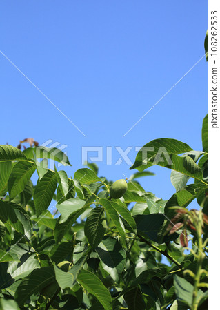Blue walnuts and blue sky Blue walnuts and blue sky 108262533