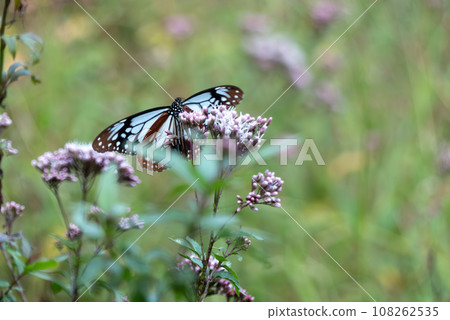 滋賀縣大津市琵琶湖文化公園，白楊斑石首魚參觀藤葉龜的棲息地 108262535