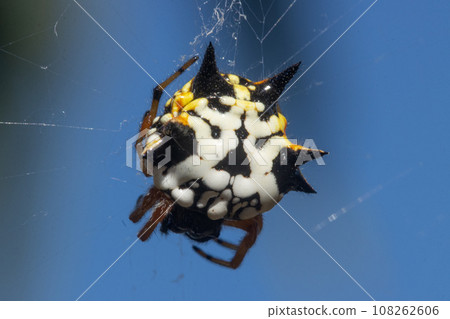 Colorful white, orange and black jewel spider suspended in its web 108262606