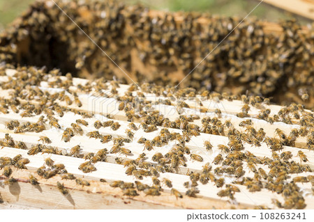 Beekeeping image: What the bees look like when you open the beehive Beekeeping image: What the bees look like when you open the beehive 108263241