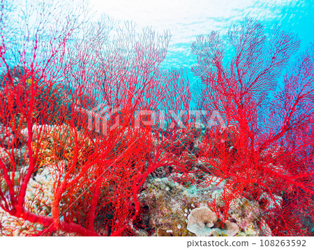 沖繩縣慶良間群島嘉熙島上美麗的珊瑚礁和美麗的巨大紅鯛魚群 沖繩縣慶良間群島嘉熙島上美麗的珊瑚礁和美麗的巨大紅鯛魚群 108263592