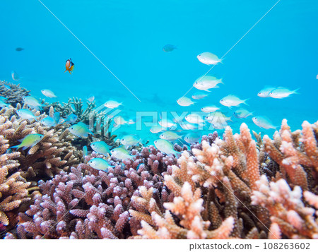Wonderful coral reefs, schools of damselfish, clownfish, etc. on Kahi Island, Kerama Islands, Okinawa Prefecture Wonderful coral reefs, schools of damselfish, clownfish, etc. on Kahi Island, Kerama Islands, Okinawa Prefecture 108263602