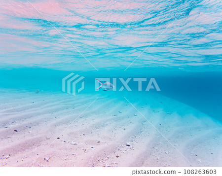 Wonderful white sand beach and school of beautiful horse mackerel on Kahi Island, Kerama Islands, Okinawa Prefecture 108263603