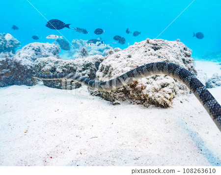 Wonderful white sand beach and beautiful Erabu sea snake on Kahi Island, Kerama Islands, Okinawa Prefecture Wonderful white sand beach and beautiful Erabu sea snake on Kahi Island, Kerama Islands, Okinawa Prefecture 108263610