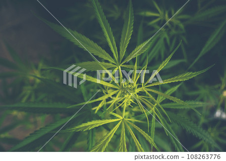 Green Marijuana tree cannabis plant narcotic herbal in greenhouse. Hemp leaf made cannabis crude oil at medicine farm. CBC, THC herb agriculture by Weed leaf Drug and medicine healthcare concept Green Marijuana tree cannabis plant narcotic herbal in greenhouse. Hemp leaf made cannabis crude oil at medicine farm. CBC, THC herb agriculture by Weed leaf Drug and medicine healthcare concept 108263776