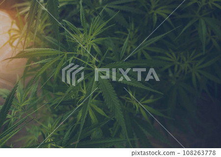 Green weed Marijuana tree cannabis plant narcotic herbal in CBC greenhouse. Hemp leaf made cannabis crude oil medicine farm. CBC, THC herb agriculture Weed leaf Drug. Medicine sustainability concept Green weed Marijuana tree cannabis plant narcotic herbal in CBC greenhouse. Hemp leaf made cannabis crude oil medicine farm. CBC, THC herb agriculture Weed leaf Drug. Medicine sustainability concept 108263778