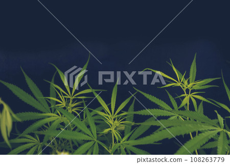 Green Marijuana tree cannabis plant narcotic herbal in greenhouse. Hemp leaf made cannabis crude oil at medicine farm. CBC, THC herb agriculture by Weed leaf Drug and medicine healthcare concept 108263779
