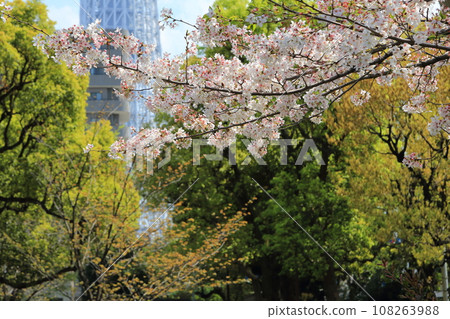 Cherry blossoms in full bloom along the Sumida River Cherry blossoms in full bloom along the Sumida River 108263988