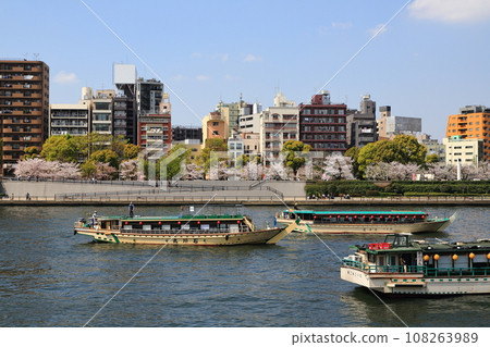 盛開的櫻花樹和隅田川沿岸的船屋 108263989
