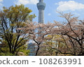 Cherry blossoms in full bloom and Tokyo sky tree 108263991