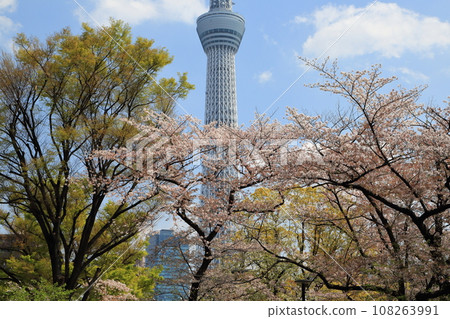 在盛開和東京天空樹的櫻花 108263991